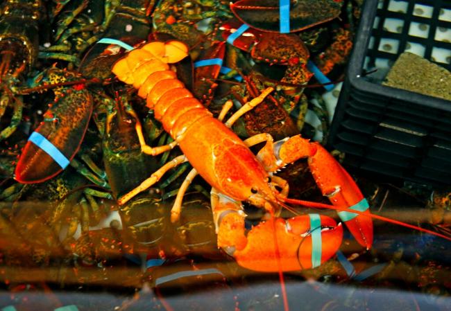超稀有！纽约餐馆发现"橙色龙虾" 机率3000万分之1
