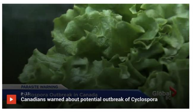 蔬菜、水果都有虫 加拿大卫生部紧急声明