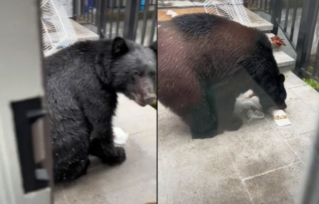 生死一瞬，熊出没！加拿大著名景点内13名游客，惨遭大熊持续跟踪…