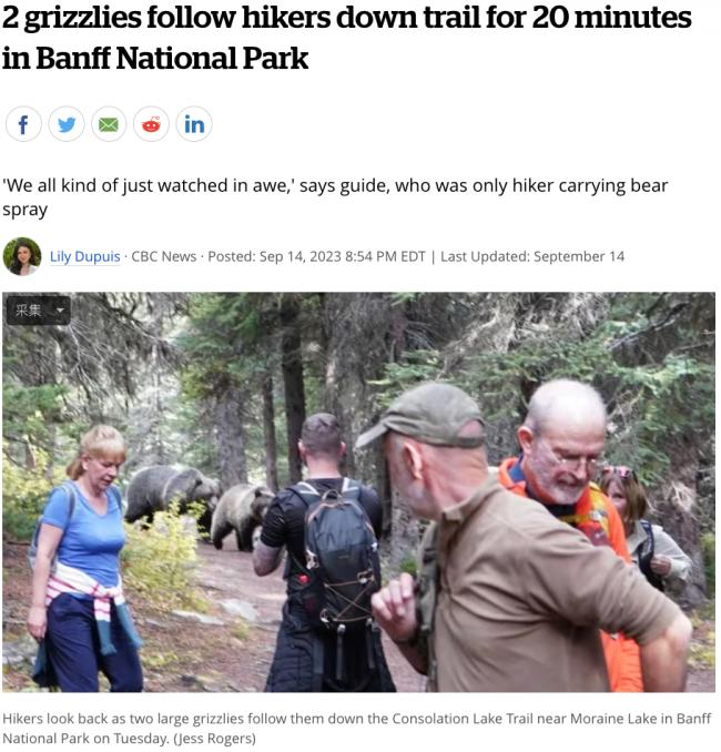 生死一瞬，熊出没！加拿大著名景点内13名游客，惨遭大熊持续跟踪…