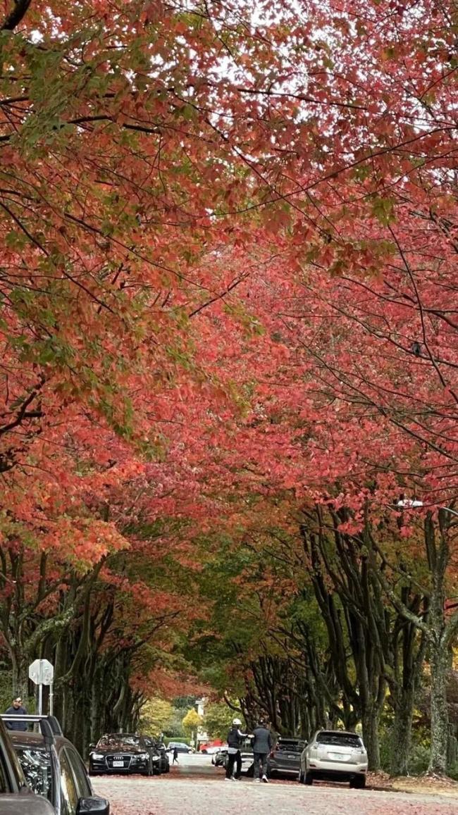 温哥华绝美赏秋圣地 这几条“树洞街”一定要去