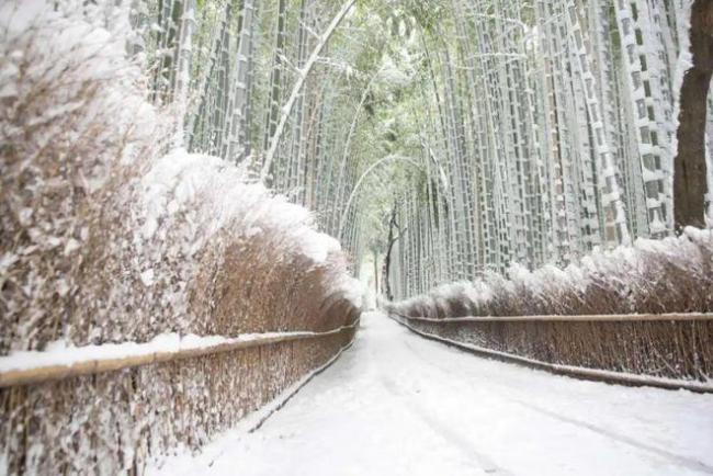 与北海道完全不一样 日本京都超美赏雪地7选
