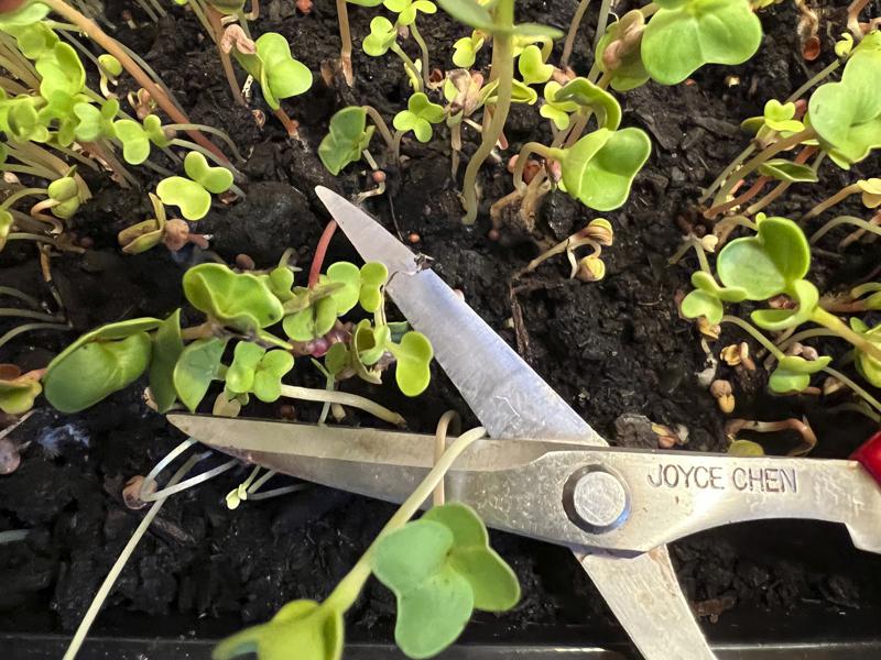 用剪刀将茎部剪到土壤表面以上，接这便可享用自家栽种出的微型菜苗，可放入汤或沙拉中...