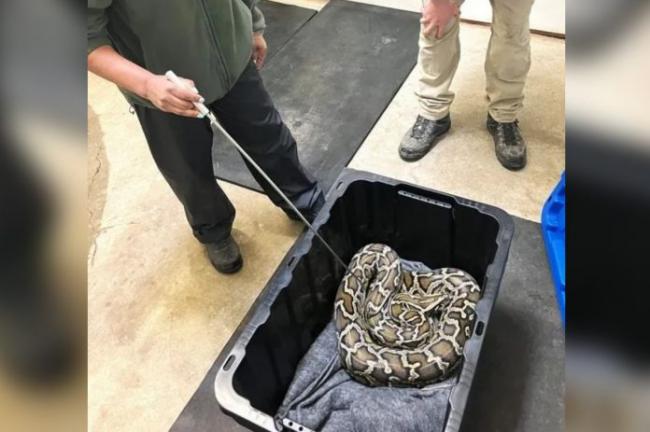 有人非法当宠物 卑诗保育官员扣押9呎长大蟒蛇