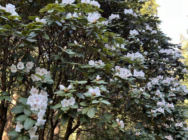 樱花三月，溪水旁一树盛开的五月杜鹃