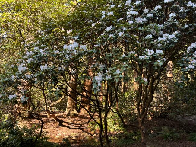 樱花三月，溪水旁一树盛开的五月杜鹃