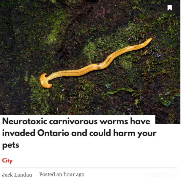 小心！带毒蠕虫入侵加拿大 含河豚毒素