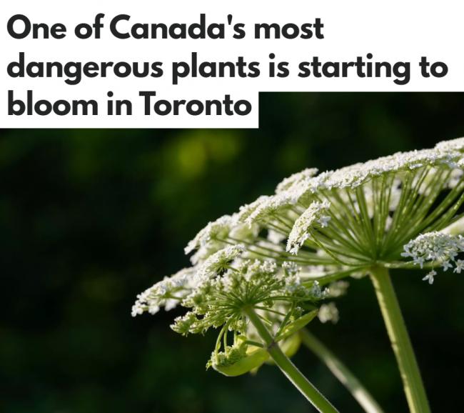 加拿大最危险入侵植物开花：触碰会灼伤起水泡