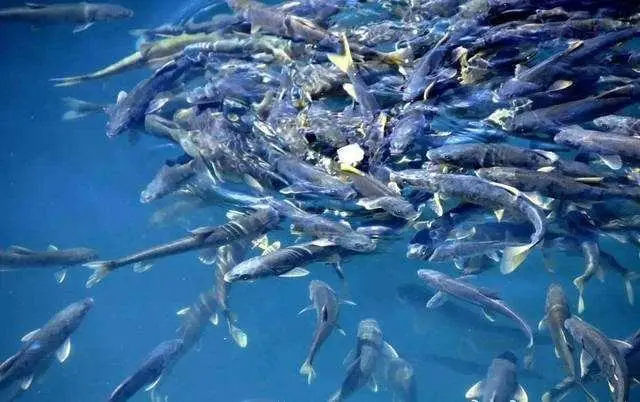 西藏这一不起眼的湖中 生活着上亿斤的鱼