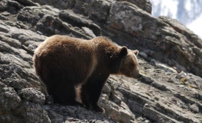 BC省华裔男子非法猎杀灰熊被重罚