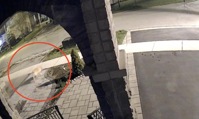恐怖:华人女带两娃家门口遇袭,大型犬直往身上扑