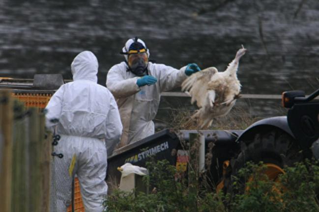 加拿大医生警告禽流感病毒有变异风险