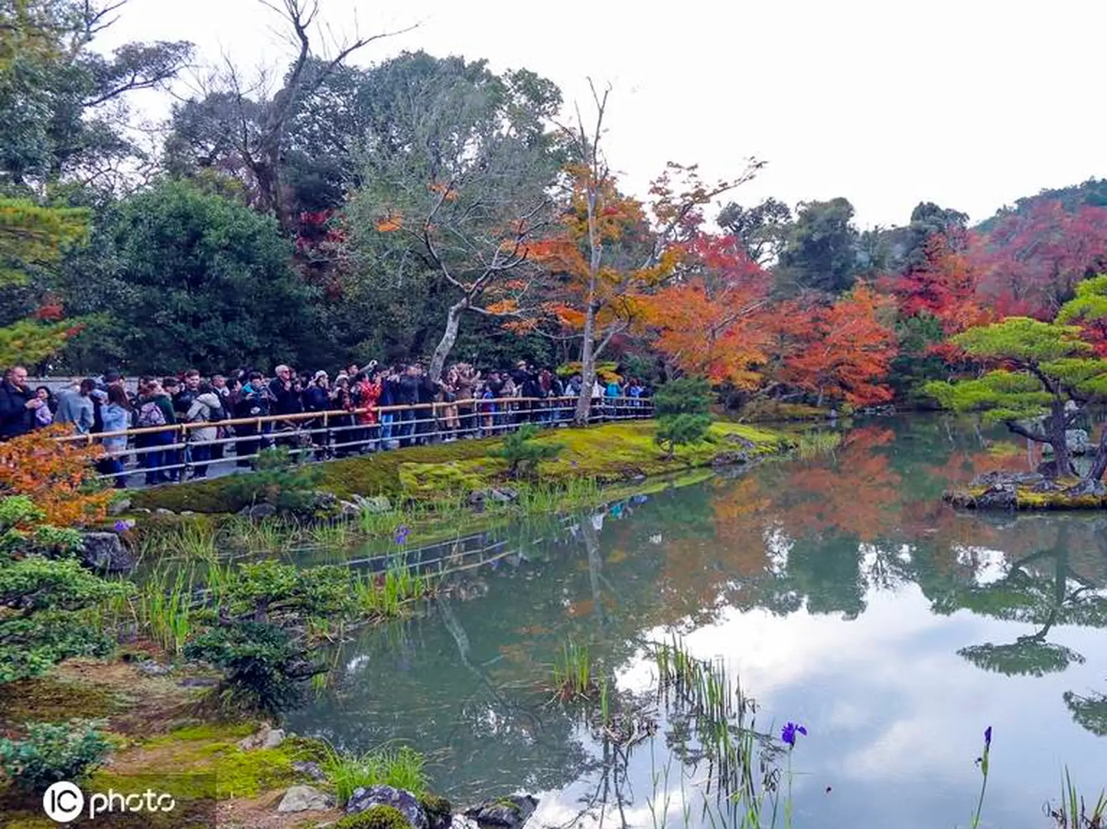 赏秋 金阁寺“枫”情万种古建筑与红叶相伴美赞