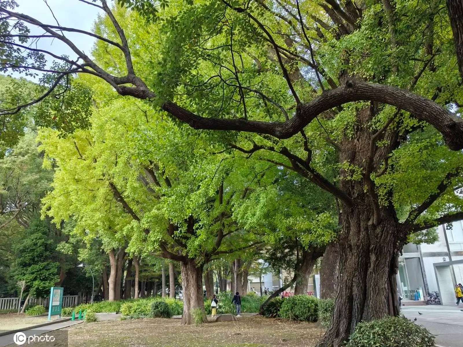 漫游日本东京上野公园 繁花似锦醉游人