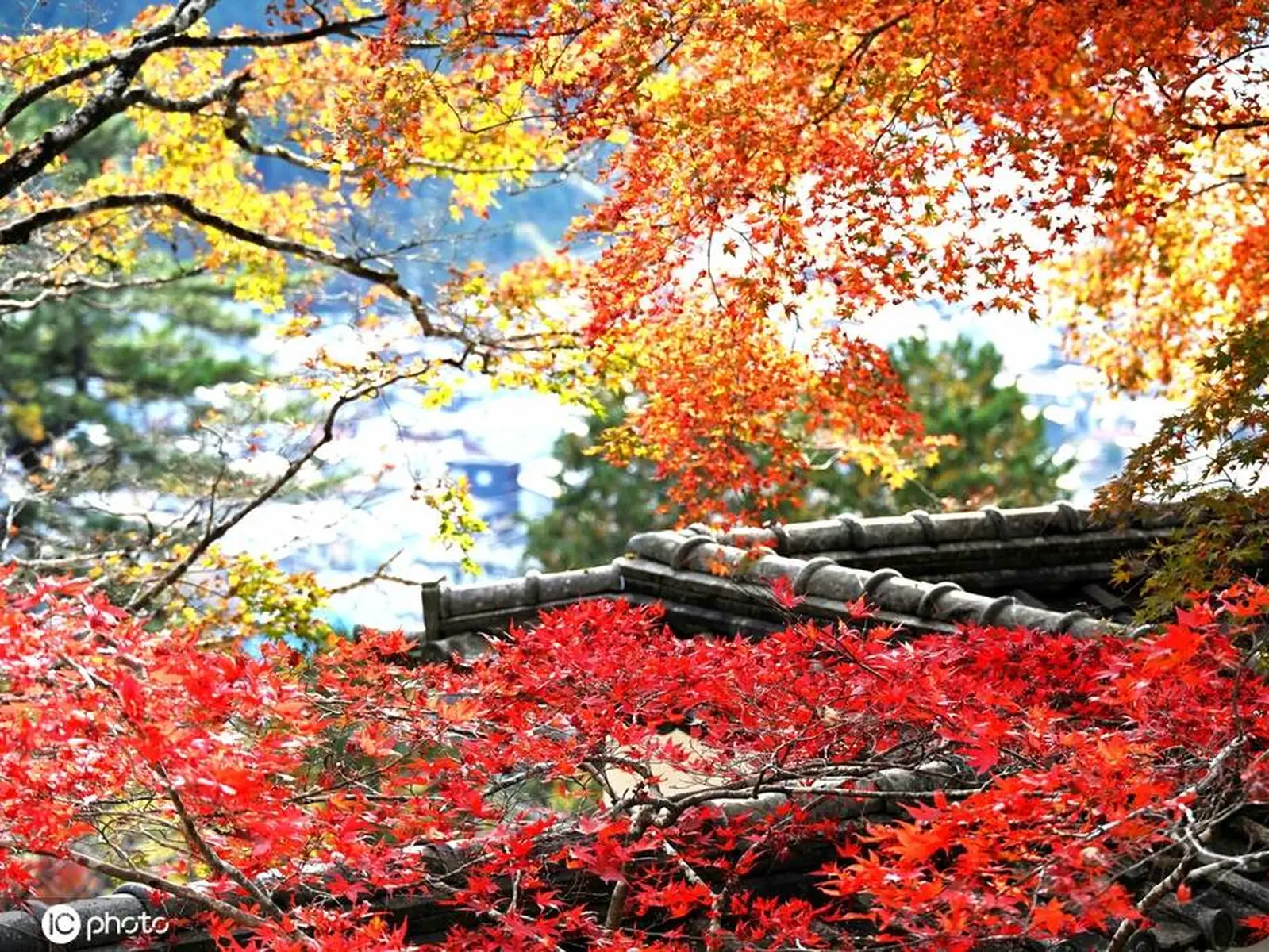 日本岐阜县郡上八幡城风景如画 欣赏美丽枫叶