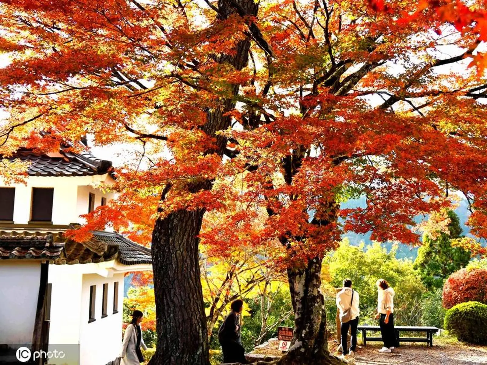 日本岐阜县郡上八幡城风景如画 欣赏美丽枫叶