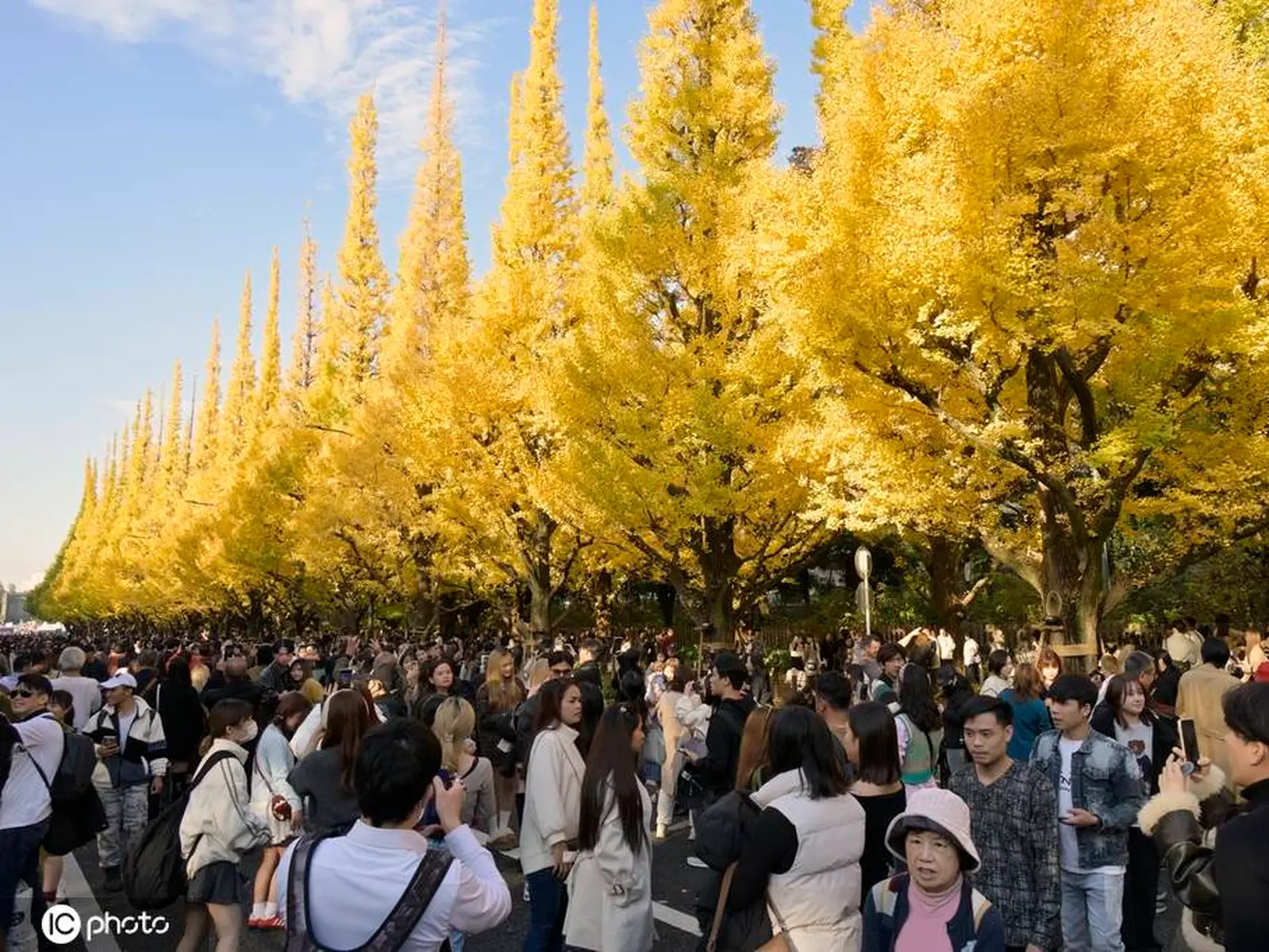 日本东京秋色正浓 明治神宫银杏景观美不胜收