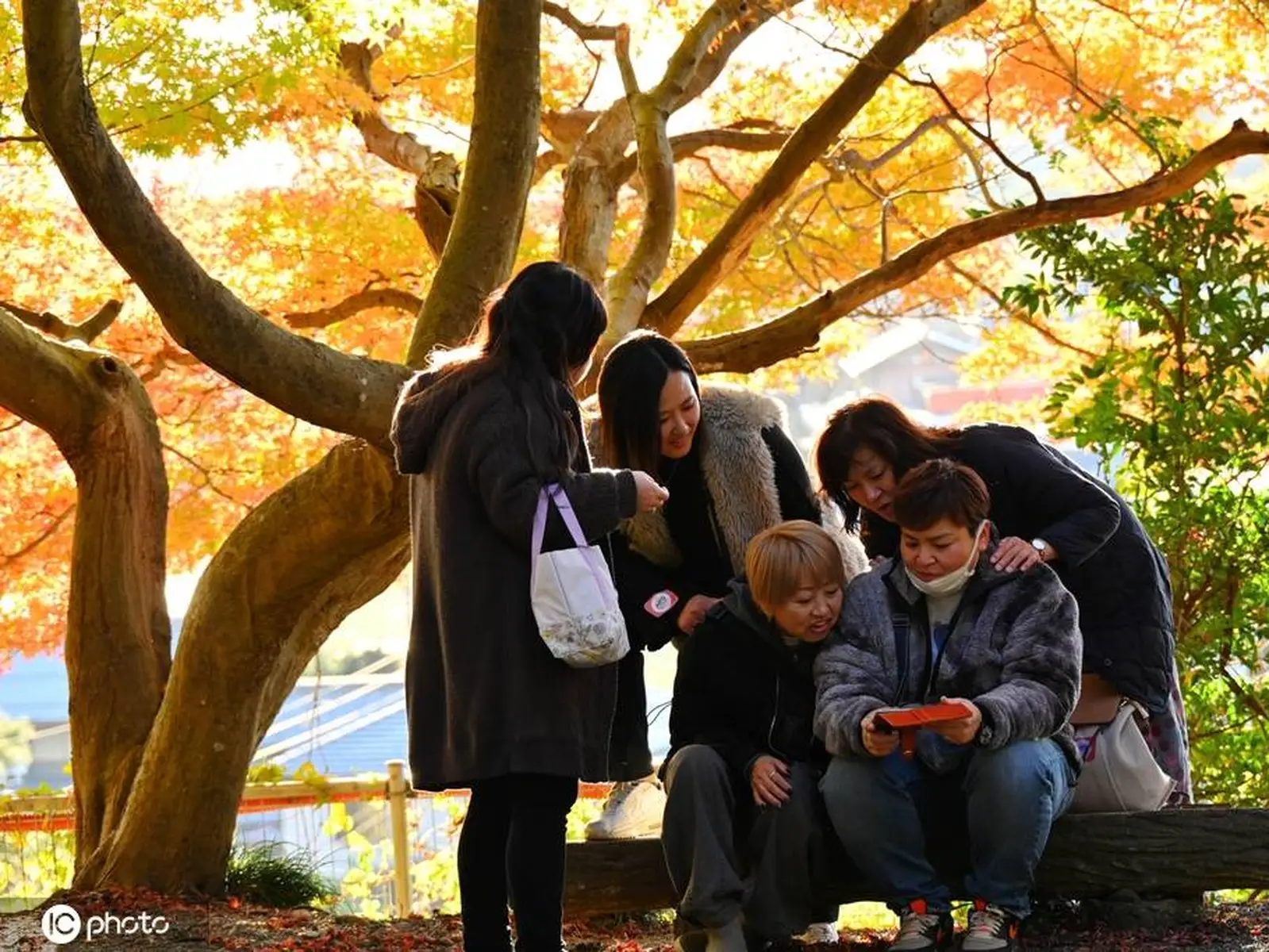 日本滋贺县神崎郡秋冬之际 民众永源寺欣赏红叶