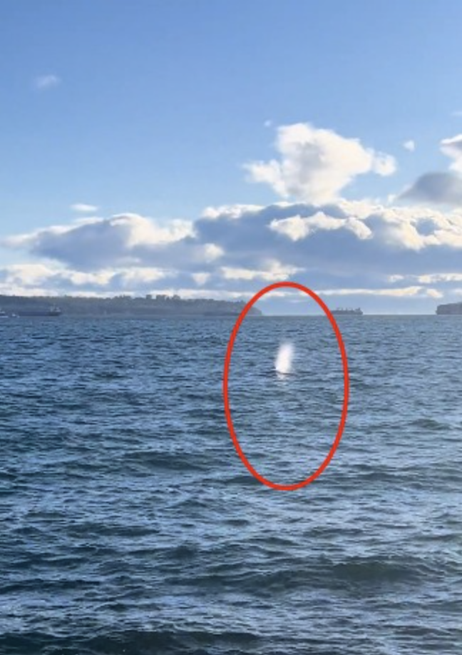 走丢?灰鲸现身大温海域刷爆朋友圈 走丢?灰鲸现身大温海域刷爆朋友圈