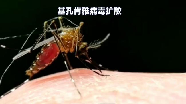 世卫警告：基孔肯雅病毒恐全球传播