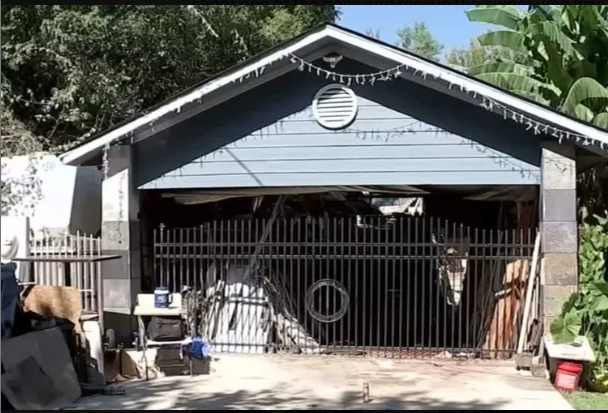 德州2只比特犬咬死饲主 邻居救人"刀都断了"
