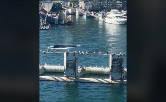 西温马蹄湾出现座头鲸 游客目睹惊呼连连 西温马蹄湾出现座头鲸 游客目睹惊呼连连