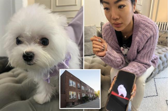 华裔女非法卖狗 "镇店之宝"卖.8万 华裔女非法卖狗 "镇店之宝"卖.8万