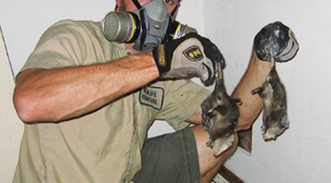 一份另类工作：老刘在加拿大从事动物尸体回收