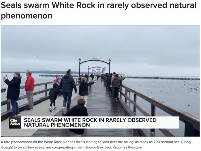 罕见!温哥华码头惊现200余只海豹 罕见!温哥华码头惊现200余只海豹