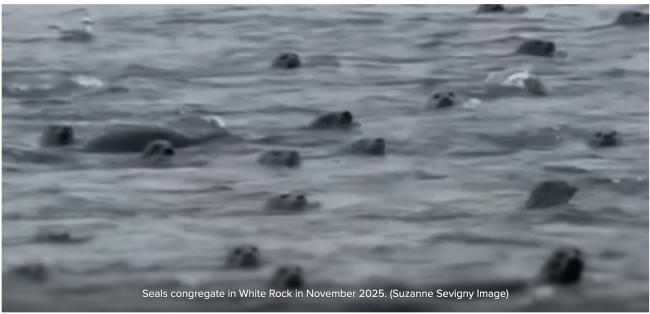 罕见!温哥华码头惊现200余只海豹 罕见!温哥华码头惊现200余只海豹