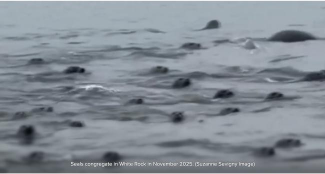 罕见!温哥华码头惊现200余只海豹 罕见!温哥华码头惊现200余只海豹