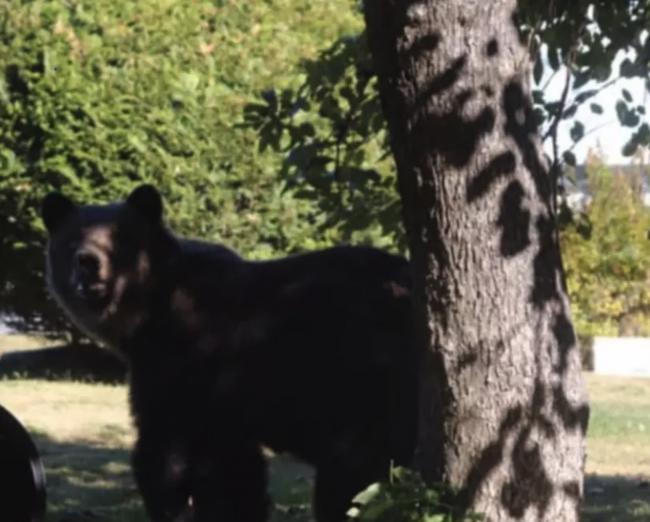 BC熊袭事故证实4师生重伤留院 3童年仅9至10岁