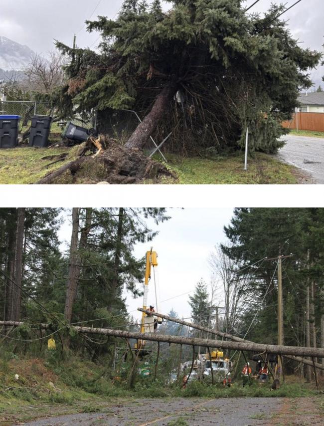 强风夜惊魂!大温倒树削掉半间屋 强风夜惊魂!大温倒树削掉半间屋