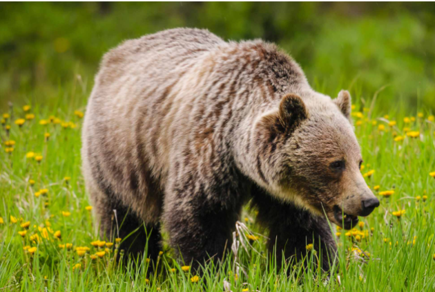 亚女走私熊掌和熊胆：判罚alt.2万+没收非法收入