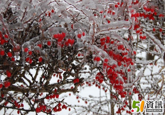 华人女子移民梦碎 萨省首次起诉无证移民顾问