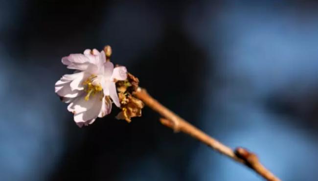 卑诗天气乱套大温樱花绽放 但寒流可能接踵而来 卑诗天气乱套大温樱花绽放 但寒流可能接踵而来