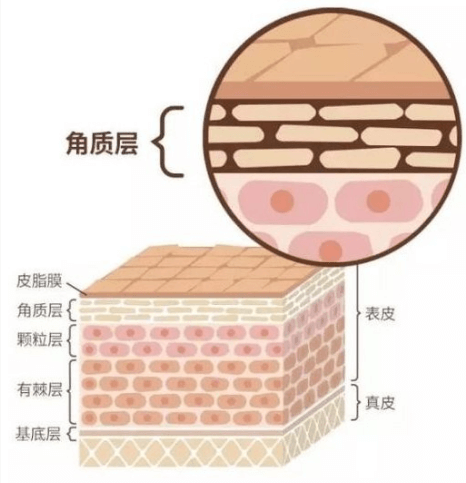 角质层过厚别硬搓 温和代谢+精准护理