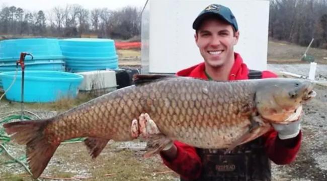 亚洲鲤鱼惊动川普 喊话卡尼“州长”一起杀鱼