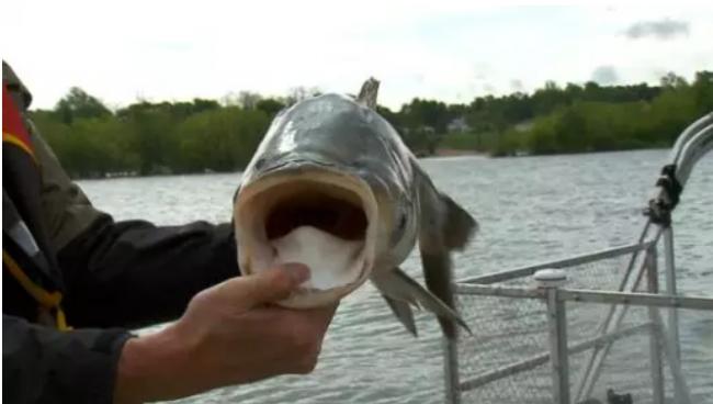 亚洲鲤鱼惊动川普 喊话卡尼“州长”一起杀鱼