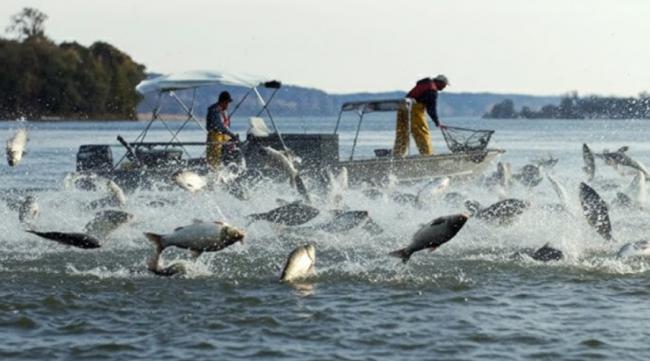 亚洲鲤鱼惊动川普 喊话卡尼“州长”一起杀鱼