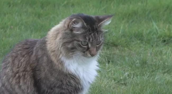 它每天穿越加美边境 勇敢猫咪成当地传奇