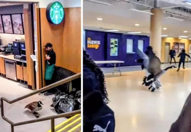 加拿大鹅大闹星巴克 顾客鬼哭狼嚎店员瑟缩墙角 加拿大鹅大闹星巴克 顾客鬼哭狼嚎店员瑟缩墙角