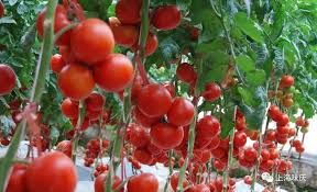 这种“透明营养素” 可能正在悄悄延长你的寿命