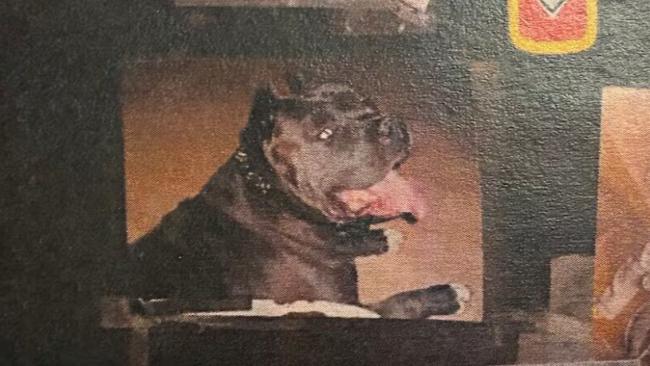 11岁男童被恶犬活活咬死 狗主人获两年居家监禁