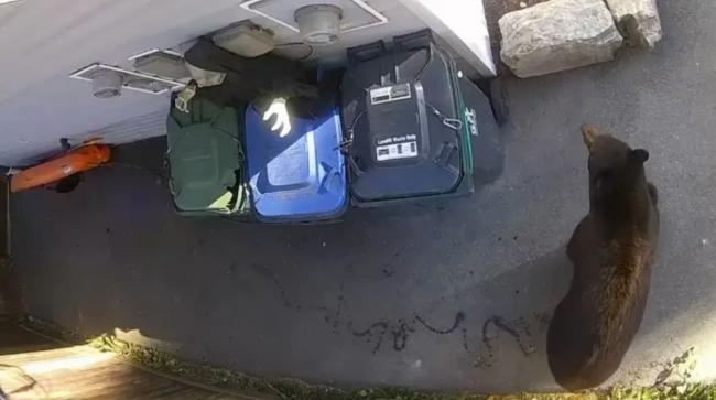 卑诗屋主巧用感应装饰 万圣节丧尸成功吓退熊兵