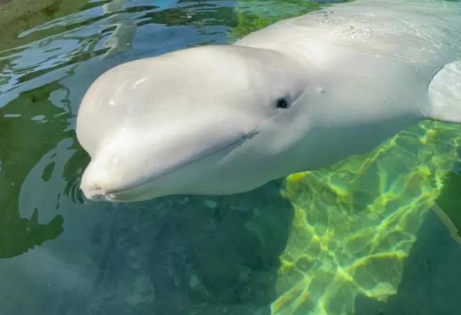 9岁白鲸转送加州后死亡 今夏第6条搬迁白鲸离世 9岁白鲸转送加州后死亡 今夏第6条搬迁白鲸离世